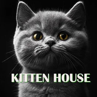 Kitten House Crypto Telegram Crypto mini app