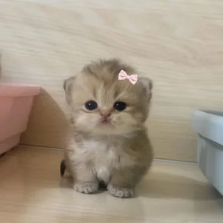 Оцени меня 1️⃣—🔟 Telegram Social mini app